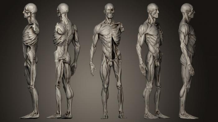 Anatomy of skeletons and skulls (ANTM_0194) 3D model for CNC machine